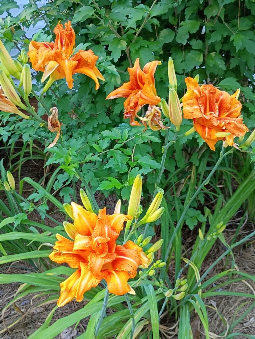 10 Fans Orange Double Bloom Daylily Perennial Bare Root Live Plants Flower Bulb